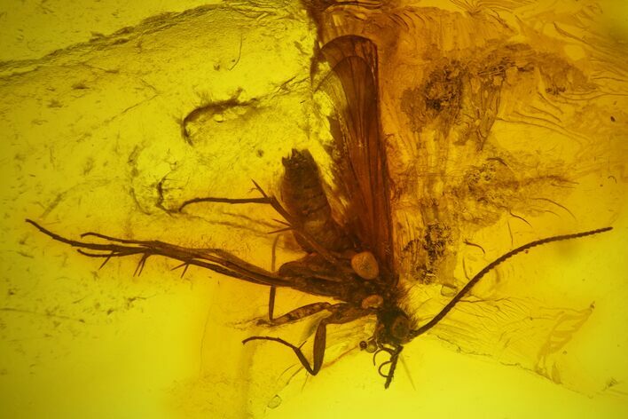 Fossil Fungus Gnat (Sciaridae) & Crane Fly (Tipulidae) In Baltic Amber #200192